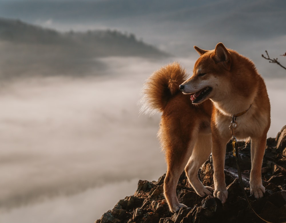two dogs standing on top of a rocky hill