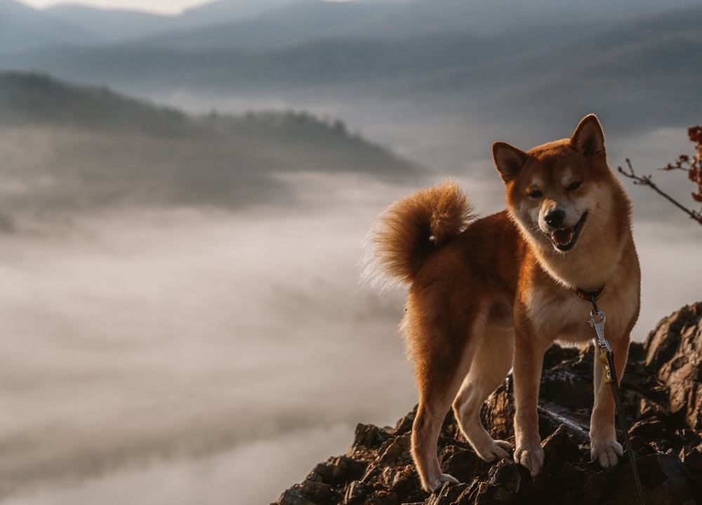 a brown dog standing on top of a mountain