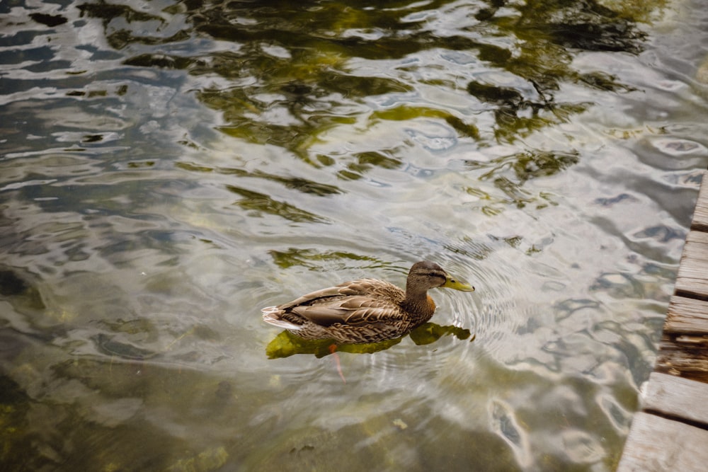 a duck floating on top of a body of water