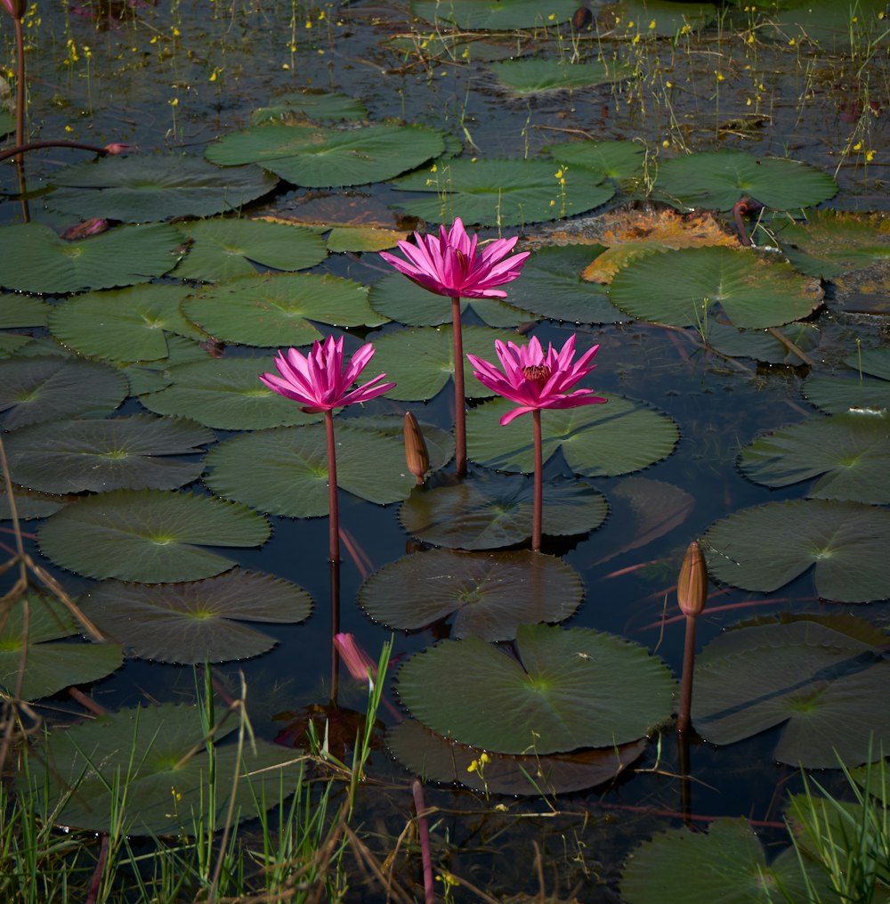three pink water lilies in a pond with lily pads