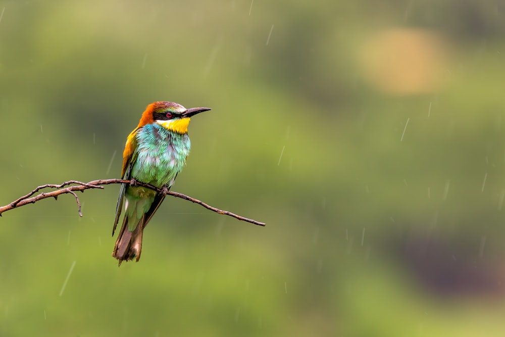 a colorful bird perched on a branch in the rain