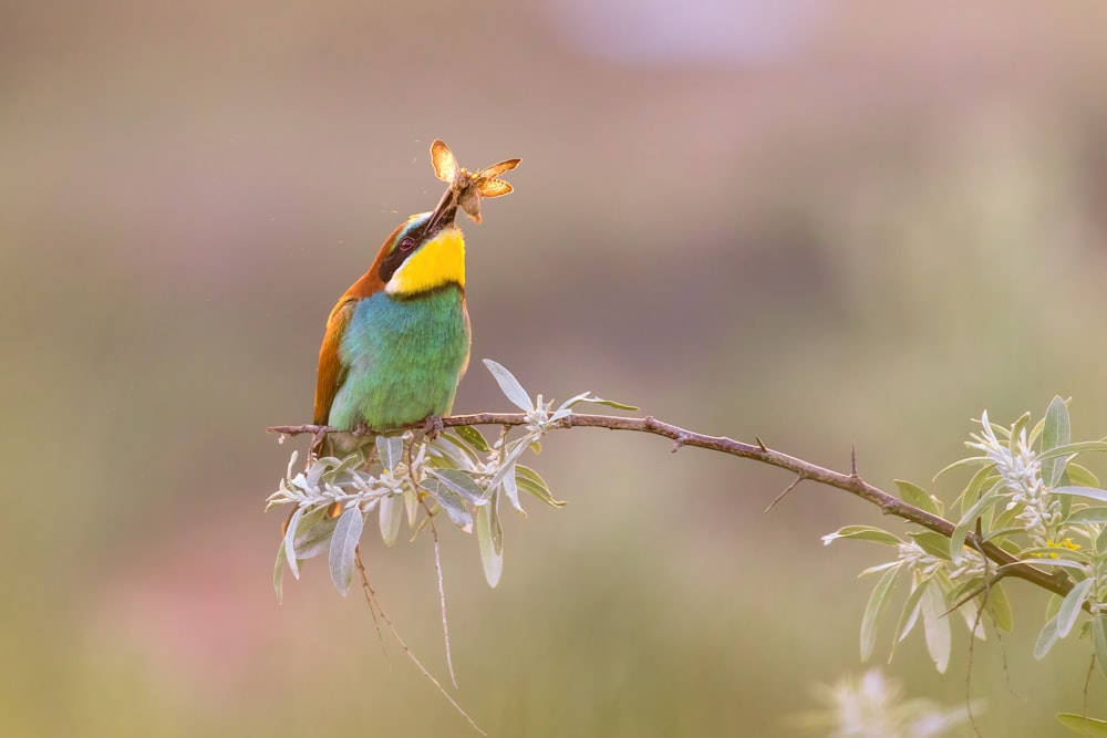 Ein bunter Vogel sitzt auf einem Ast