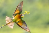A colorful bird captured mid-flight against a soft green background.