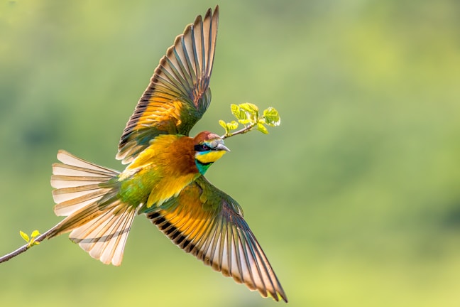 A colorful bird captured mid-flight against a soft green background.
