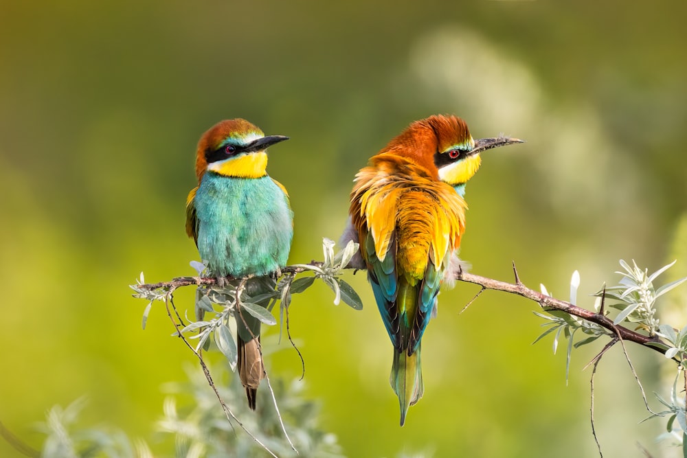 two colorful birds sitting on top of a tree branch