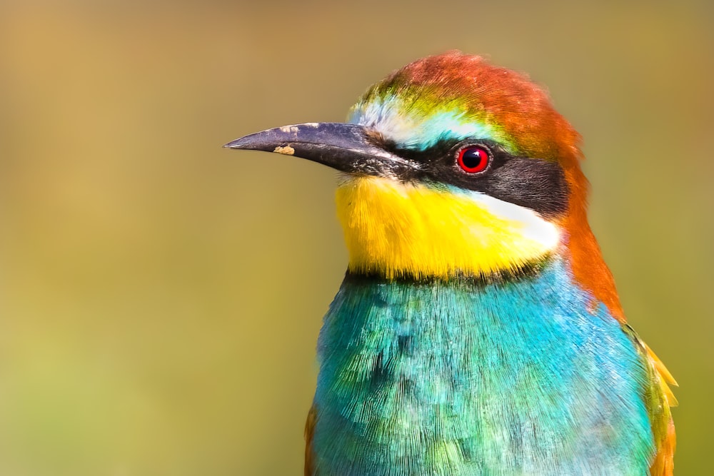 a multicolored bird with a yellow beak