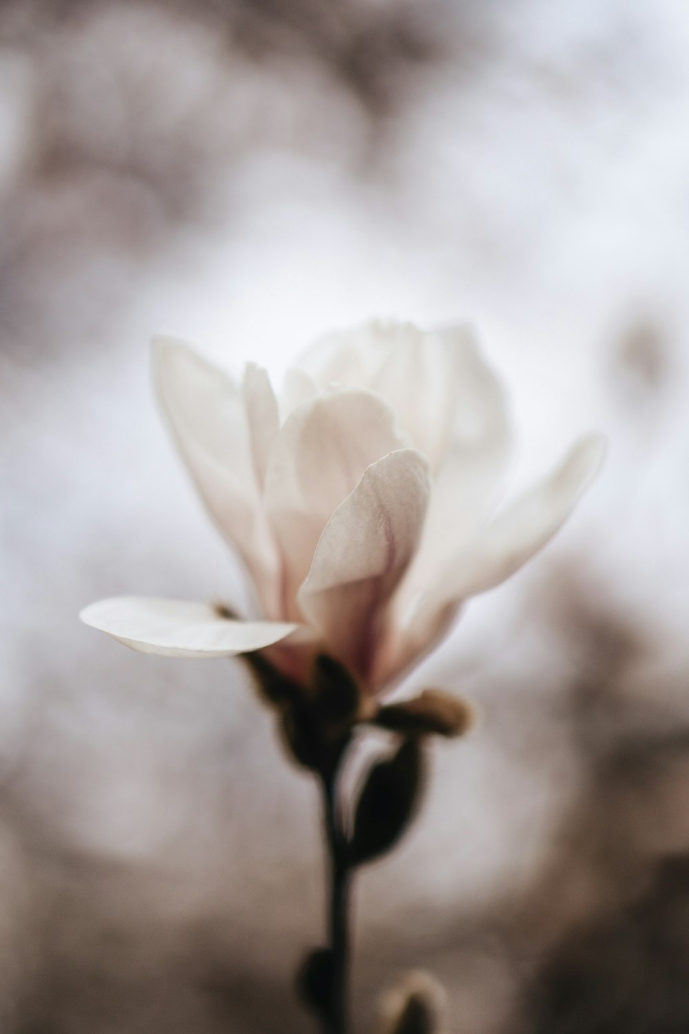 a white flower with a blurry background