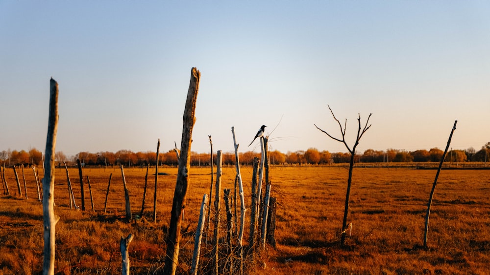 a field that has a bunch of trees in it