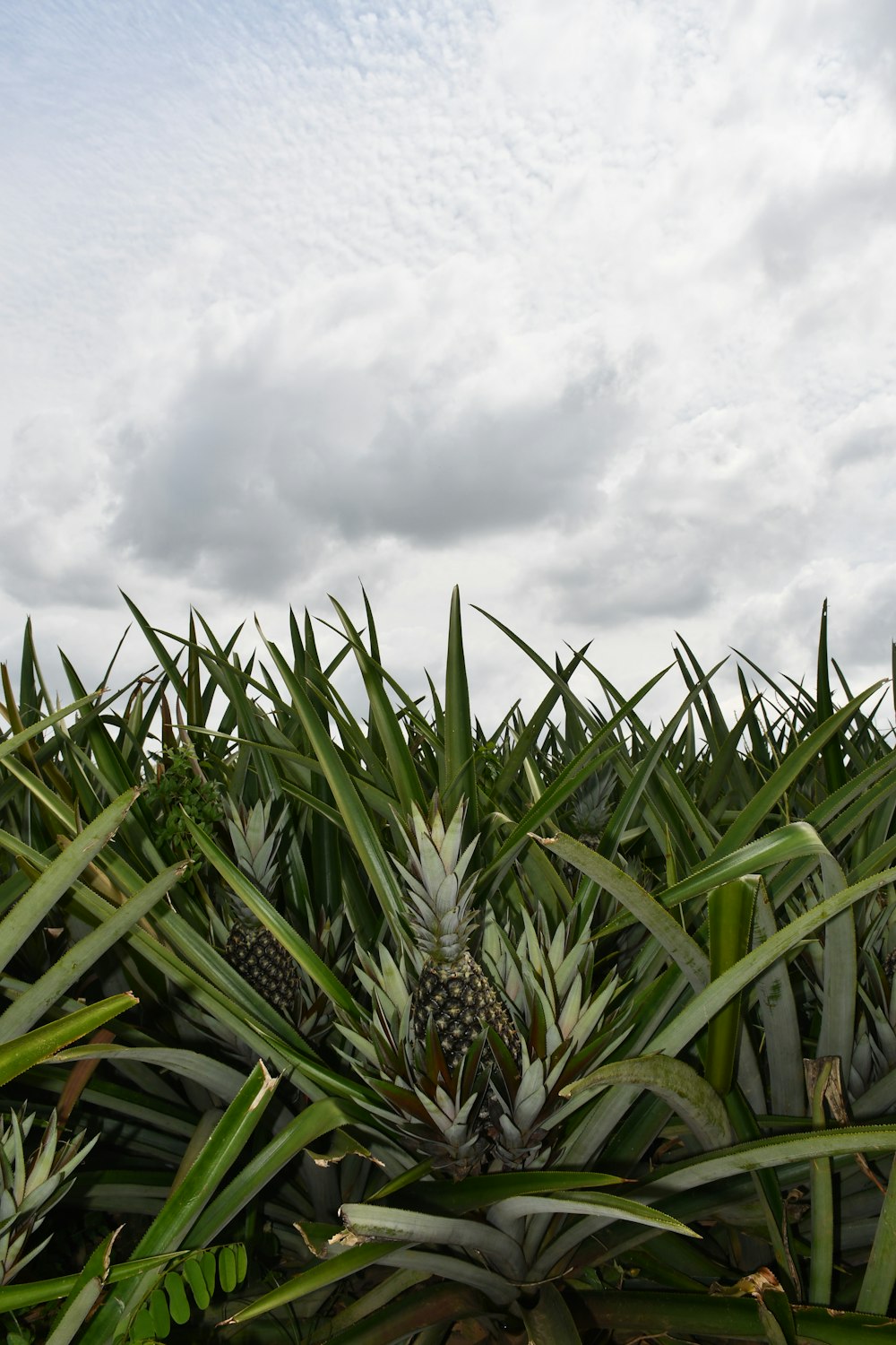 a field of pineapples under a cloudy sky