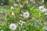 White dandelion seeds are clustered among green leaves and stems in a natural setting.