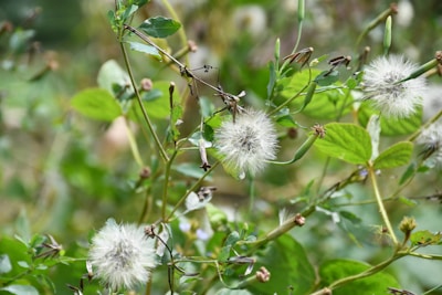 White dandelion seeds are clustered among green leaves and stems in a natural setting.