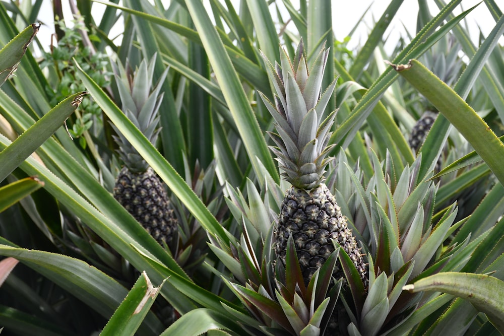 a pineapple tree with lots of pineapples growing on it