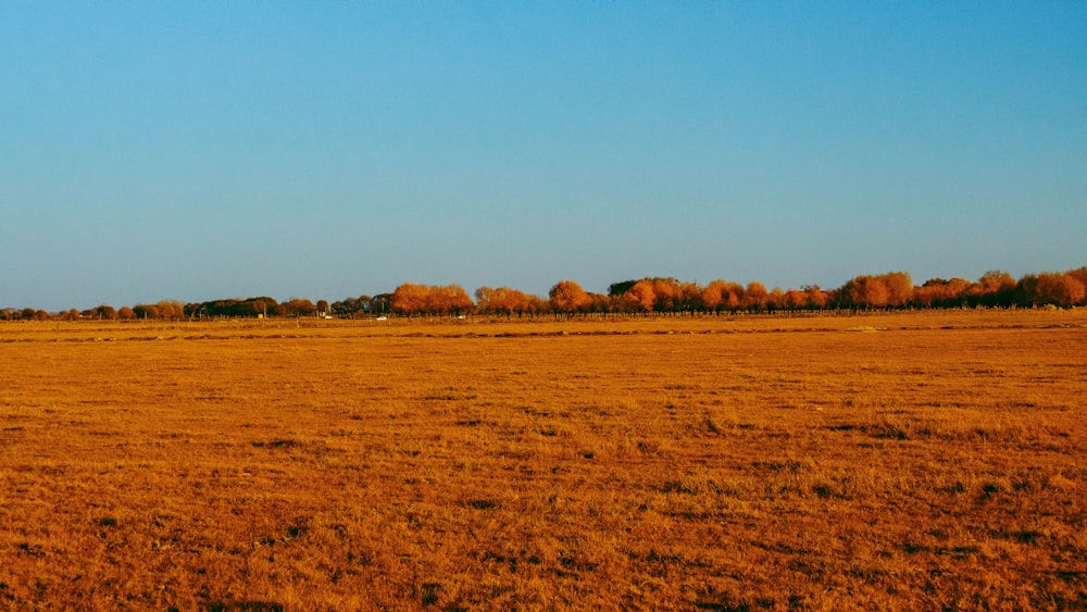 a large open field with trees in the background