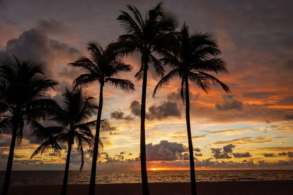 a sunset with palm trees and the ocean in the background