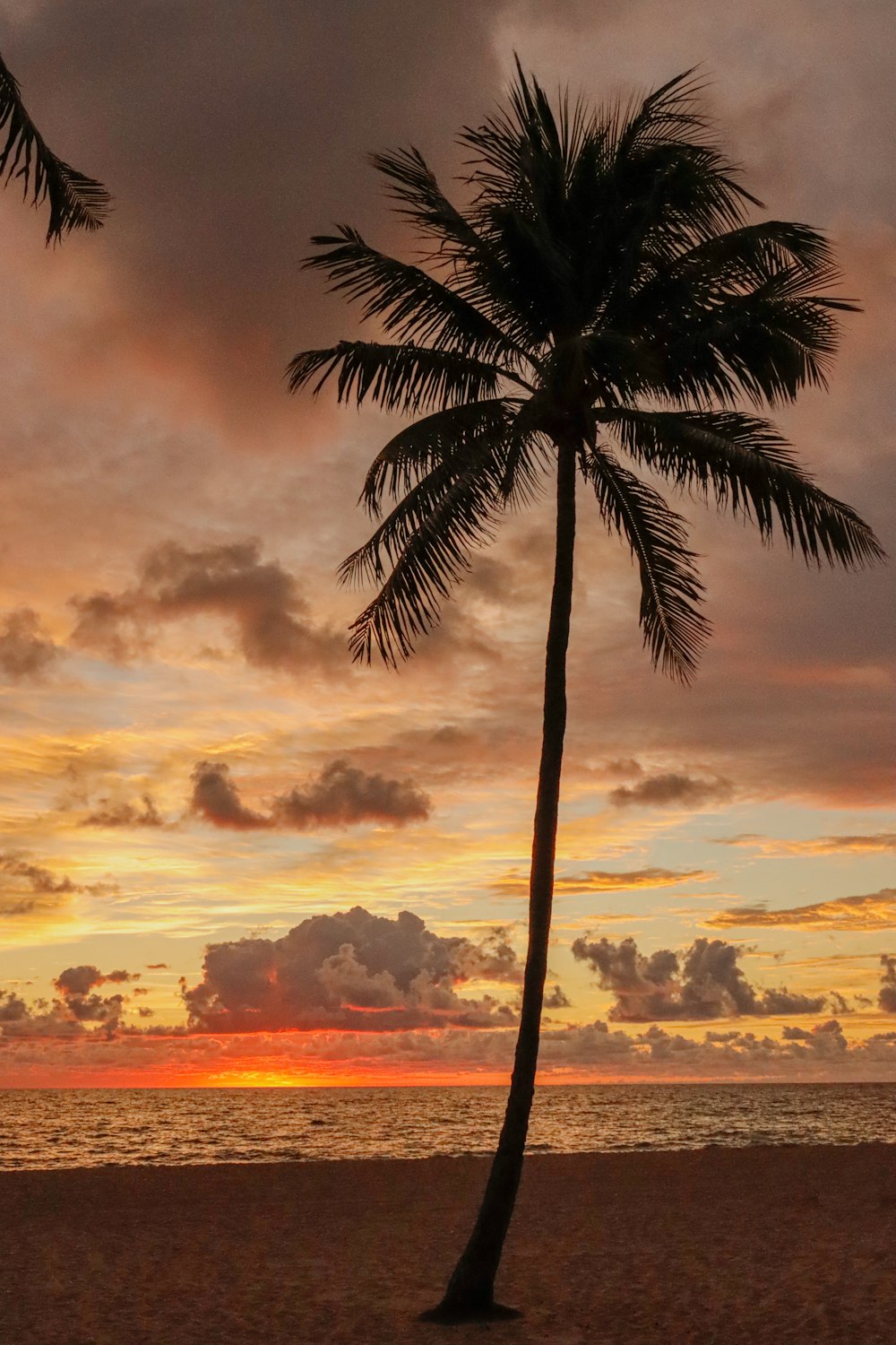 a couple of palm trees sitting on top of a beach