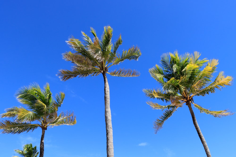 a group of palm trees blowing in the wind