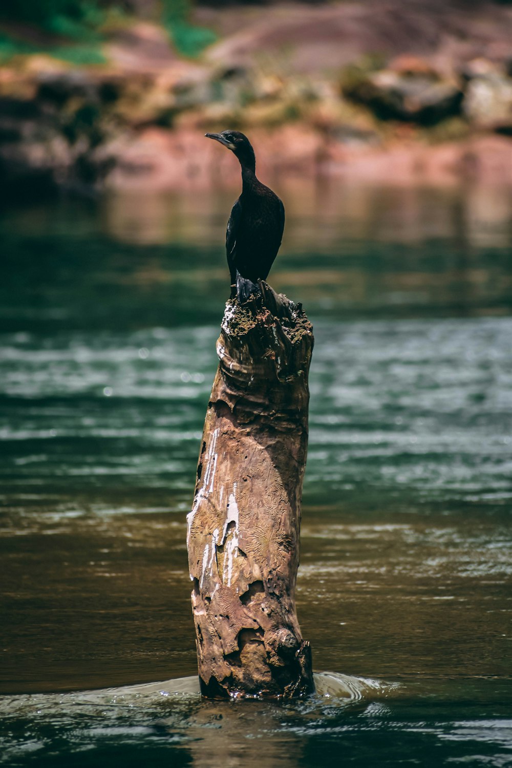 a bird sitting on top of a tree stump in the water