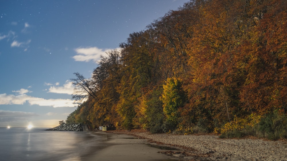 a sandy beach next to a forest filled with trees