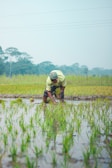 A person is engaged in planting rice in a flooded paddy field with young green seedlings being carefully placed in the water. The backdrop includes lush greenery and faint outlines of trees in the distance under an overcast sky.