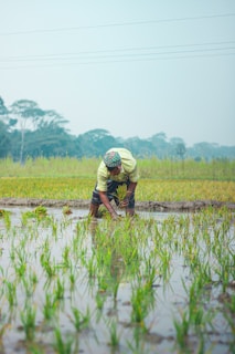 A person is engaged in planting rice in a flooded paddy field with young green seedlings being carefully placed in the water. The backdrop includes lush greenery and faint outlines of trees in the distance under an overcast sky.