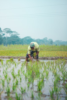 A person is engaged in planting rice in a flooded paddy field with young green seedlings being carefully placed in the water. The backdrop includes lush greenery and faint outlines of trees in the distance under an overcast sky.
