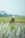 A person is engaged in planting rice in a flooded paddy field with young green seedlings being carefully placed in the water. The backdrop includes lush greenery and faint outlines of trees in the distance under an overcast sky.