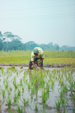 A person is engaged in planting rice in a flooded paddy field with young green seedlings being carefully placed in the water. The backdrop includes lush greenery and faint outlines of trees in the distance under an overcast sky.