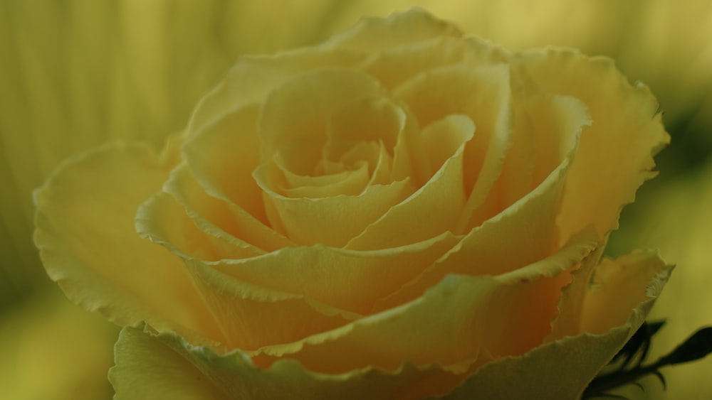 a close up of a yellow rose with a blurry background