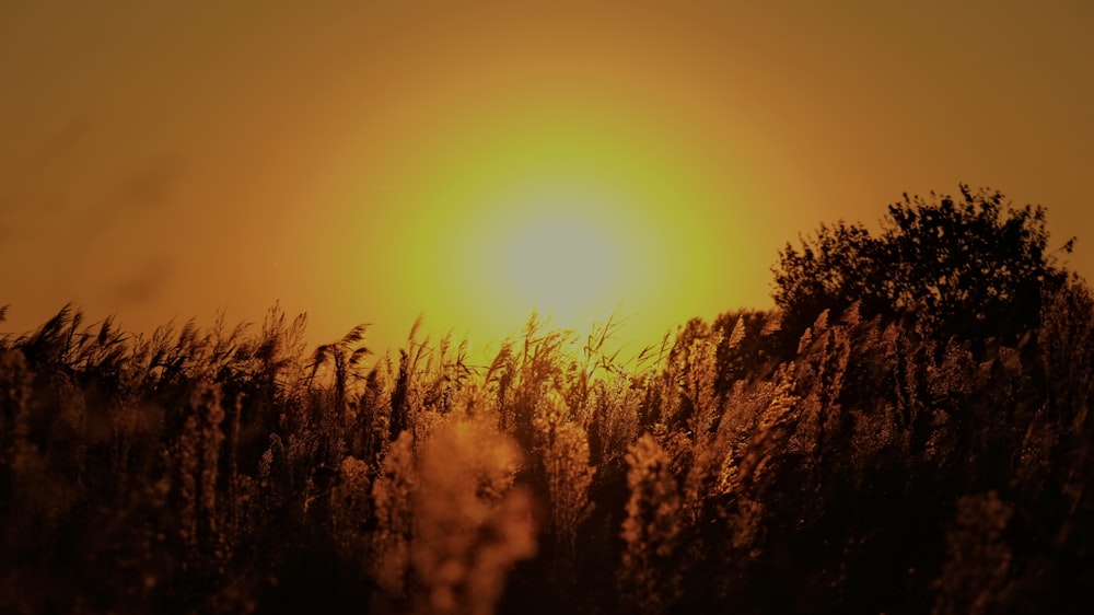 the sun is setting over a field of tall grass