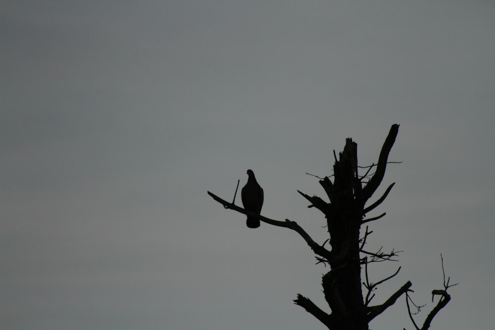 a bird sitting on top of a tree branch