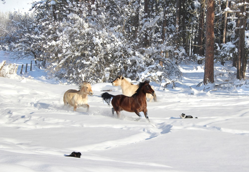 a group of horses running through the snow