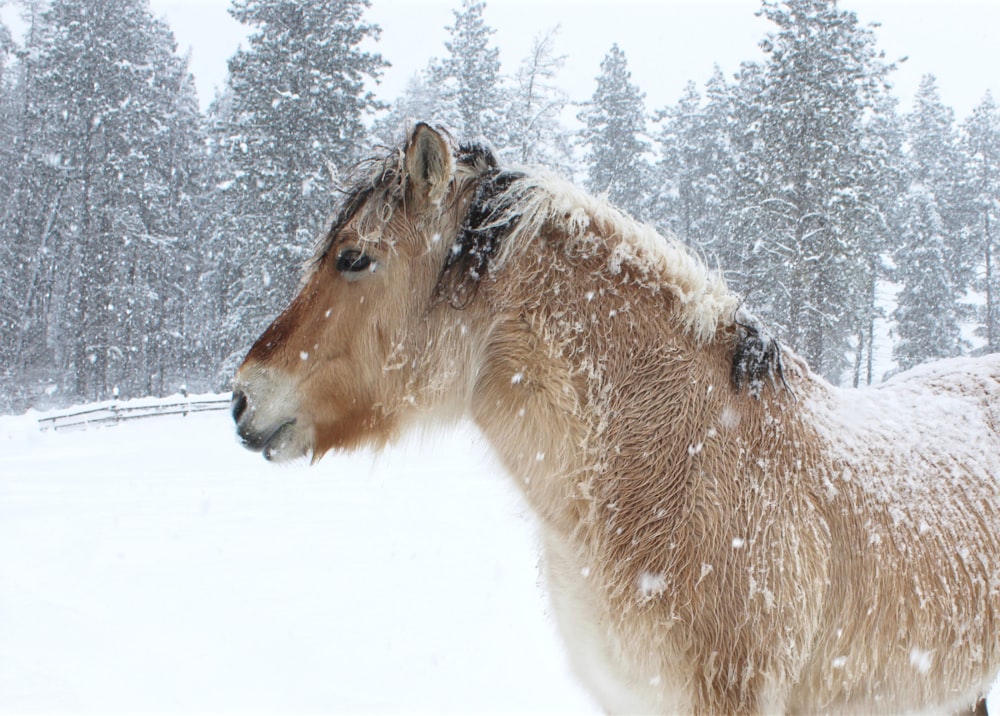 a horse standing in the snow with trees in the background