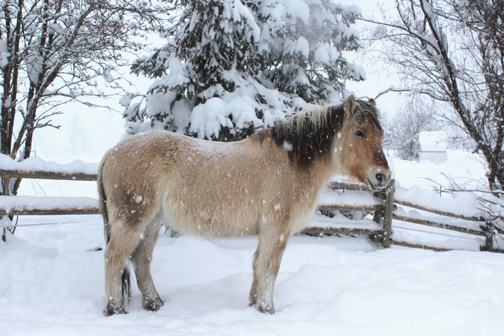 a horse standing in the snow near a fence