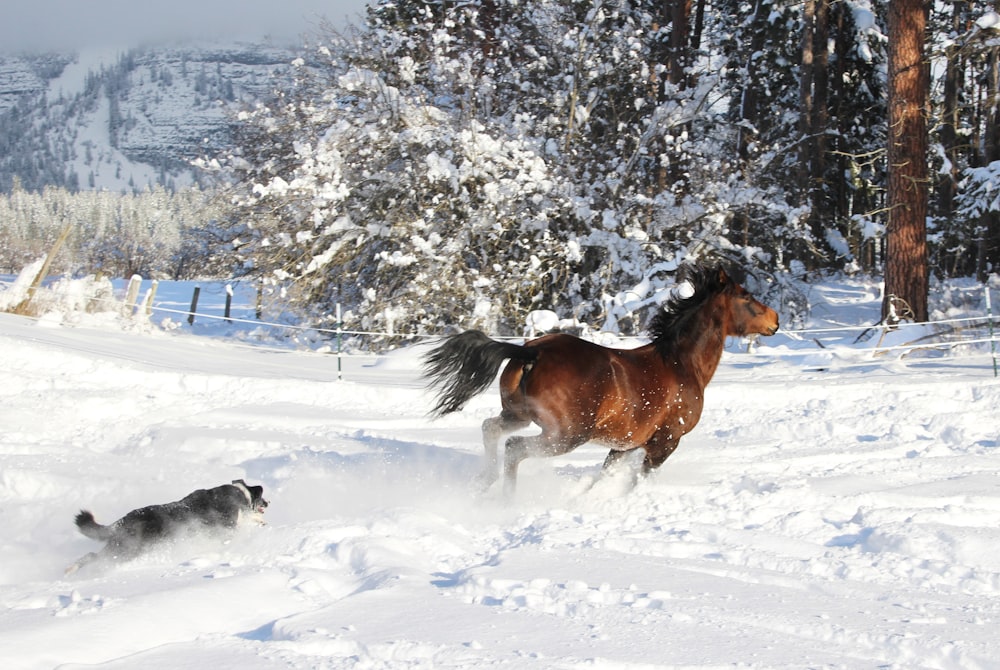 a horse and a dog running in the snow