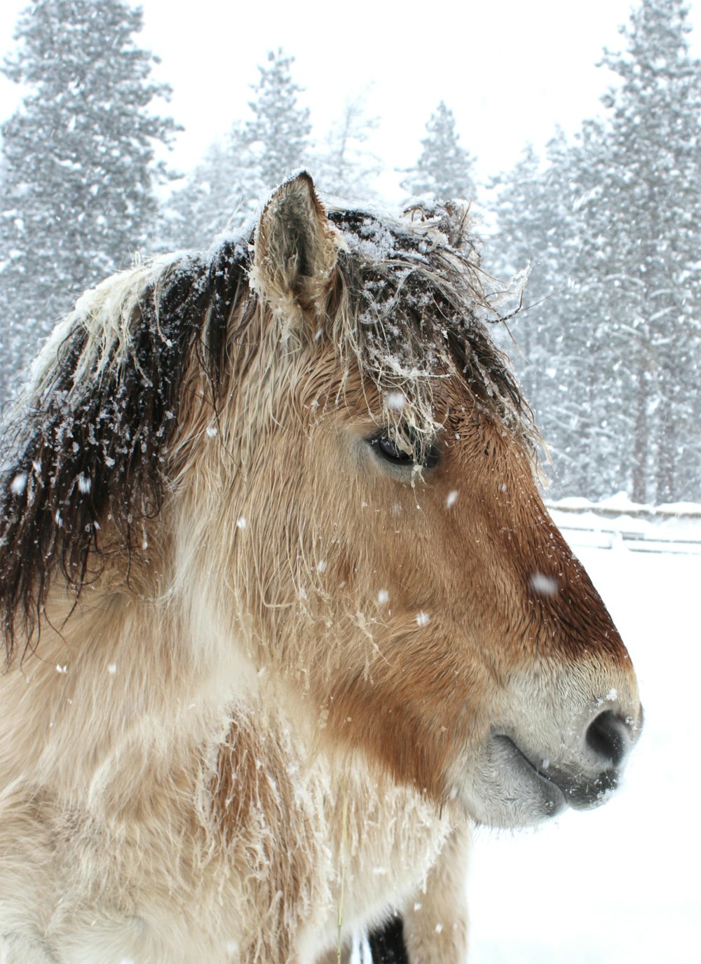 a horse standing in the snow with trees in the background