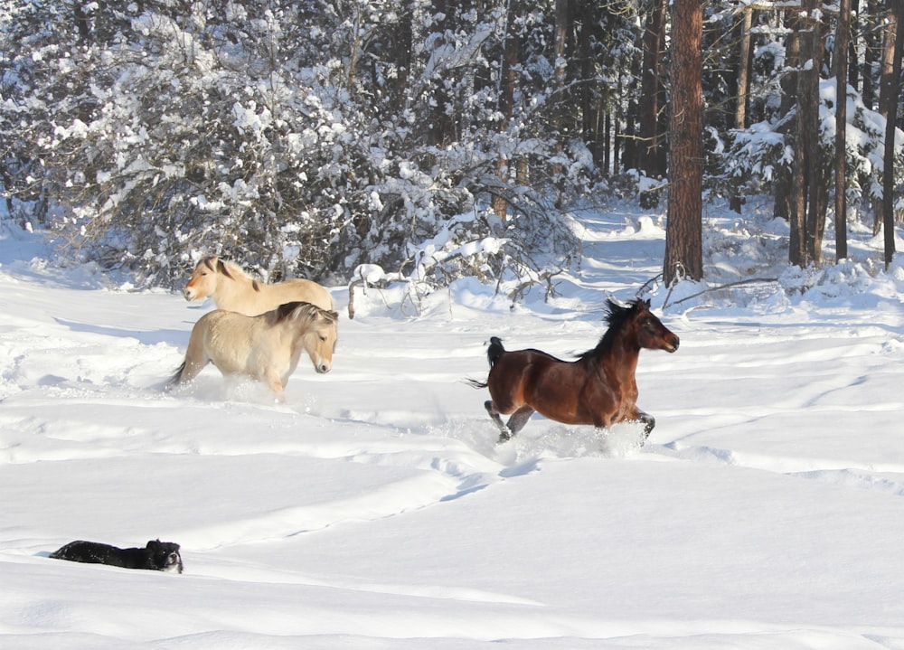 two horses running through the snow in a wooded area