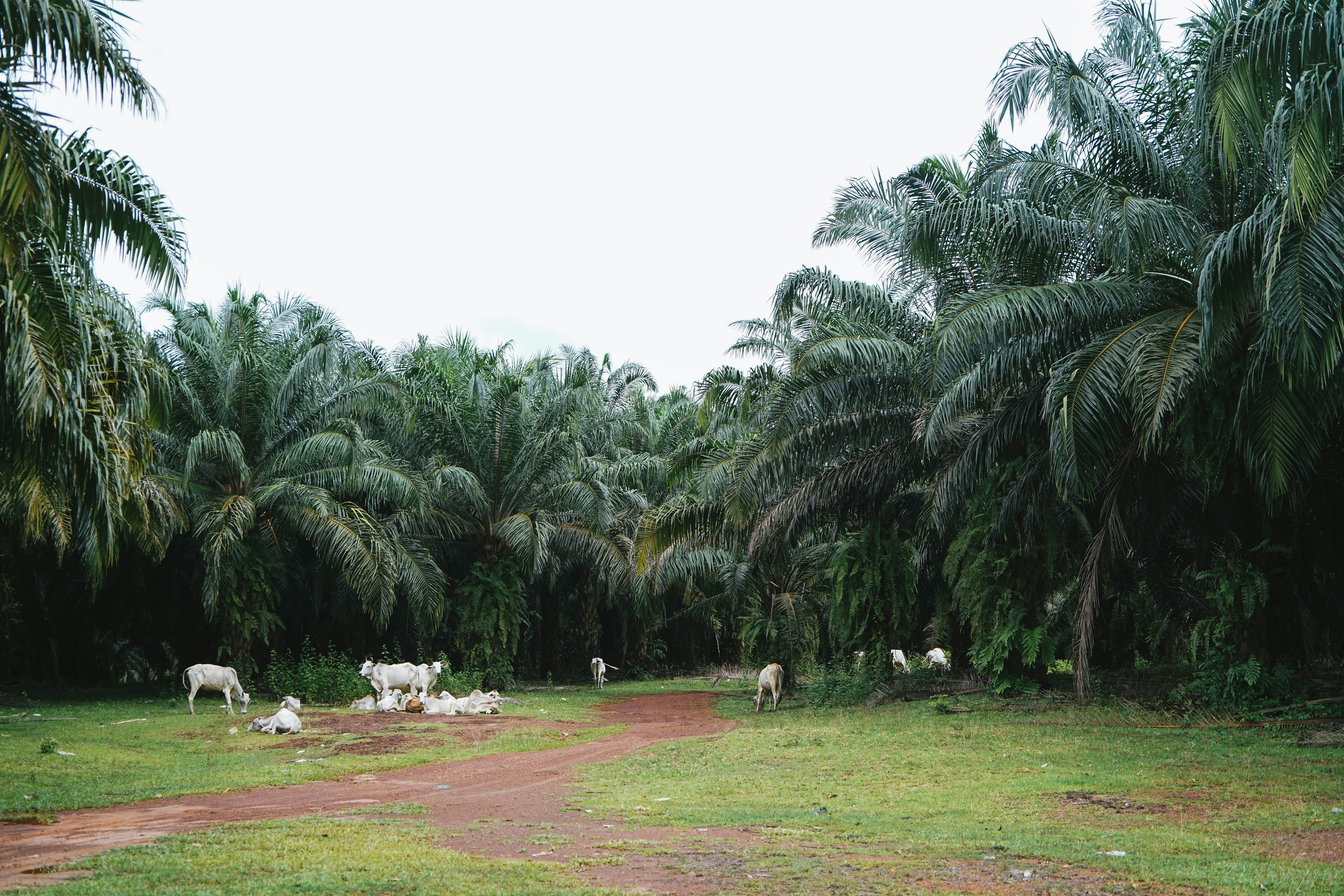 a palm tree on a grass field