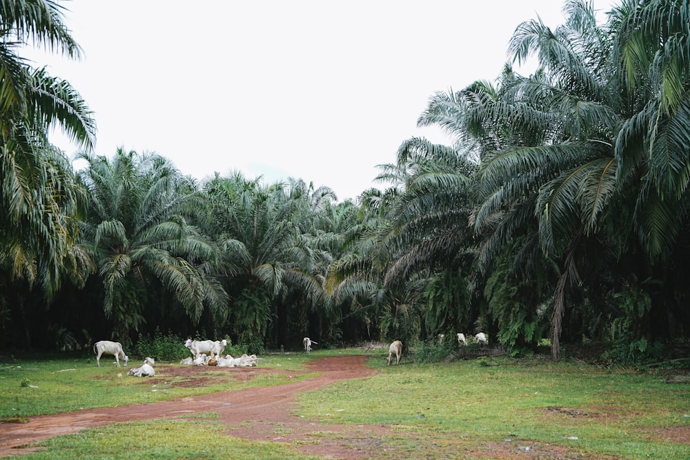 a palm tree on a grass field