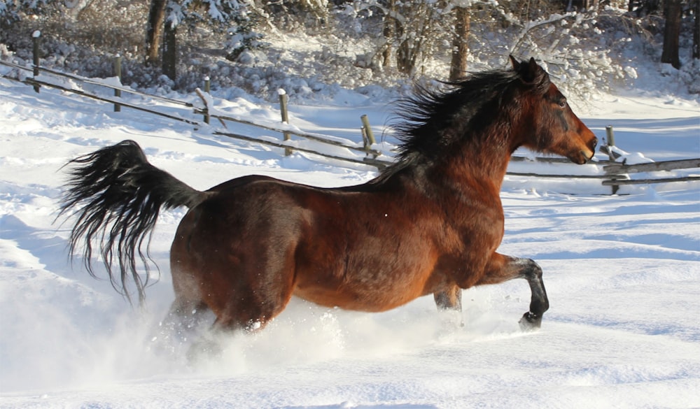 a horse running through the snow in a fenced in area