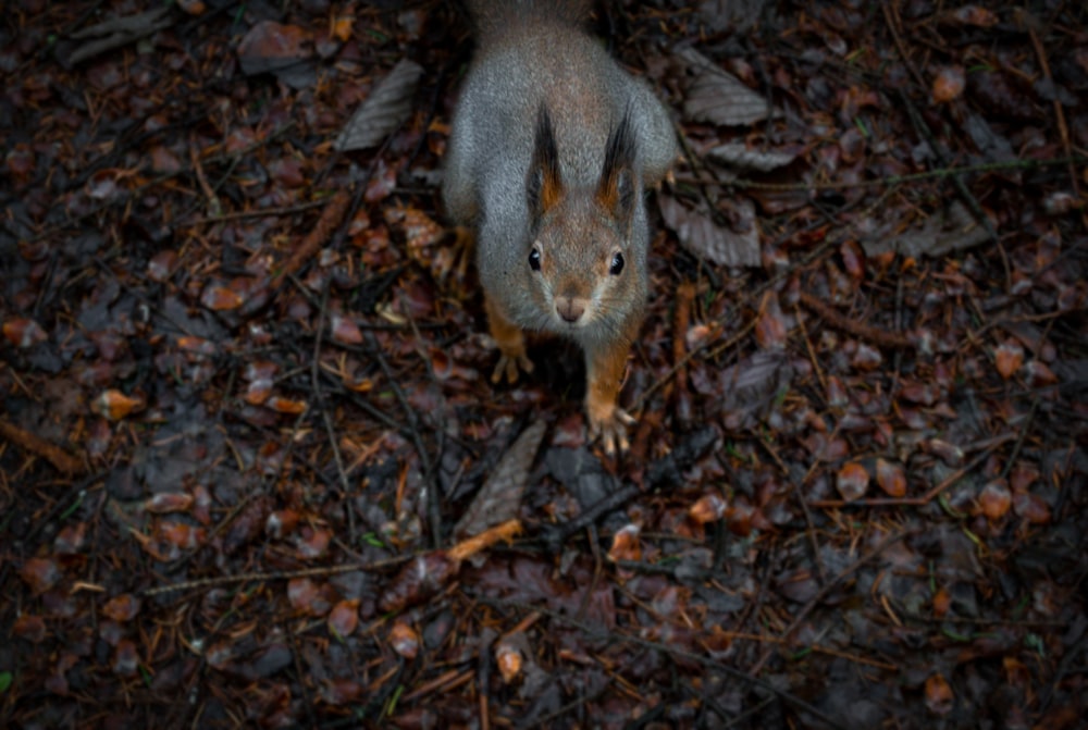 a squirrel standing in the middle of a forest