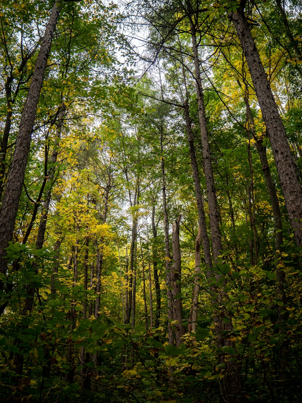 a forest filled with lots of tall trees