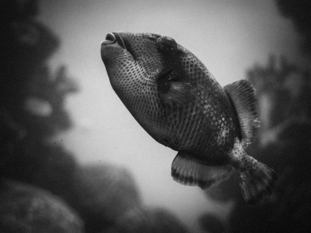 a black and white photo of a fish