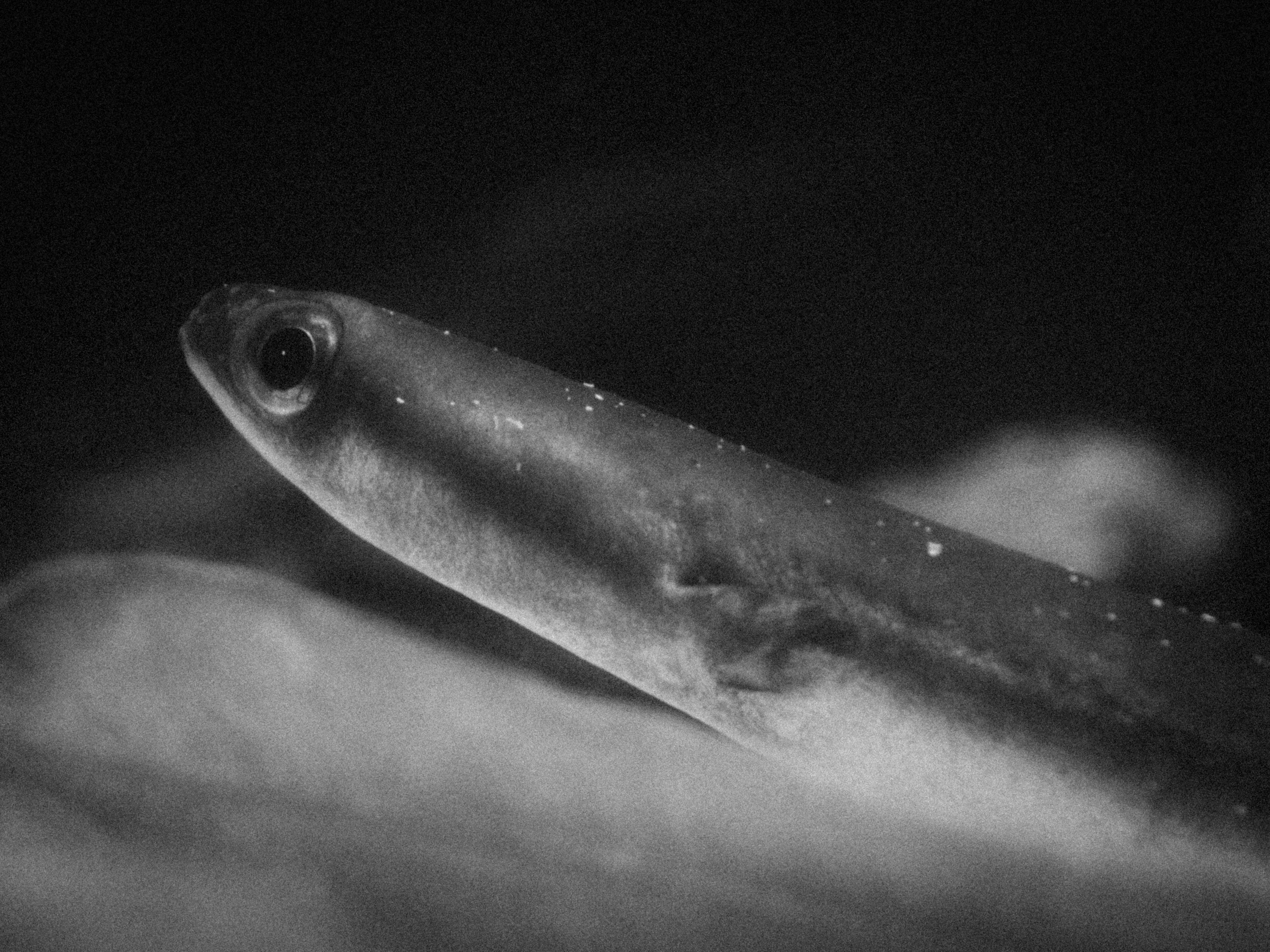 foto hitam putih ikan