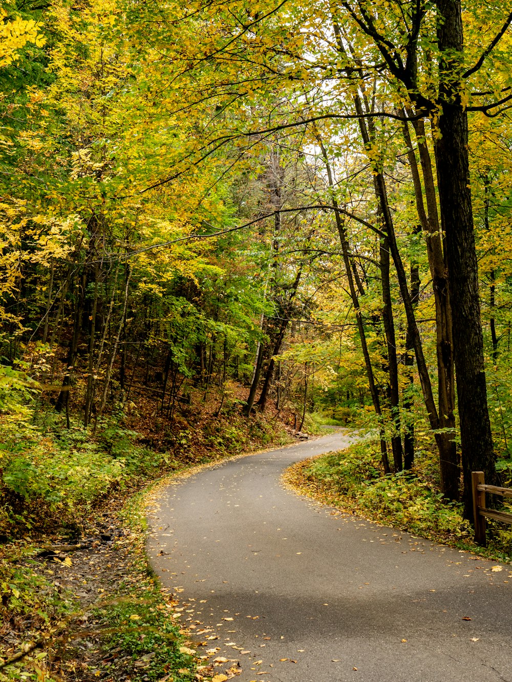 a winding road in the middle of a forest