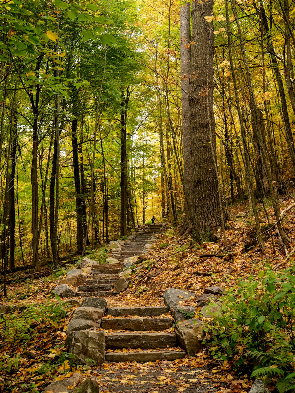 a set of steps leading through a forest