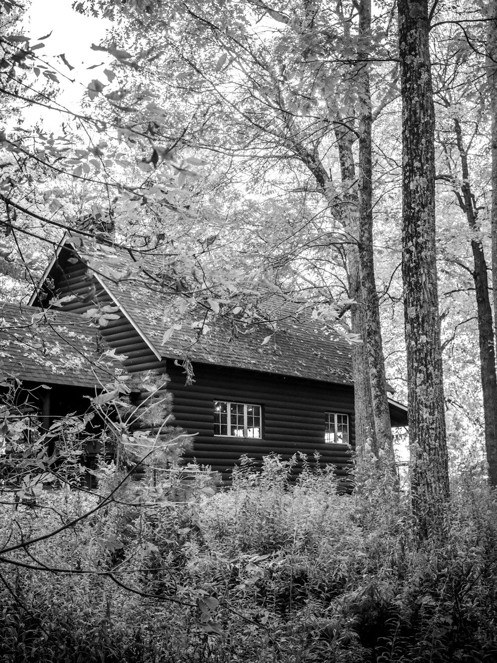 a black and white photo of a cabin in the woods