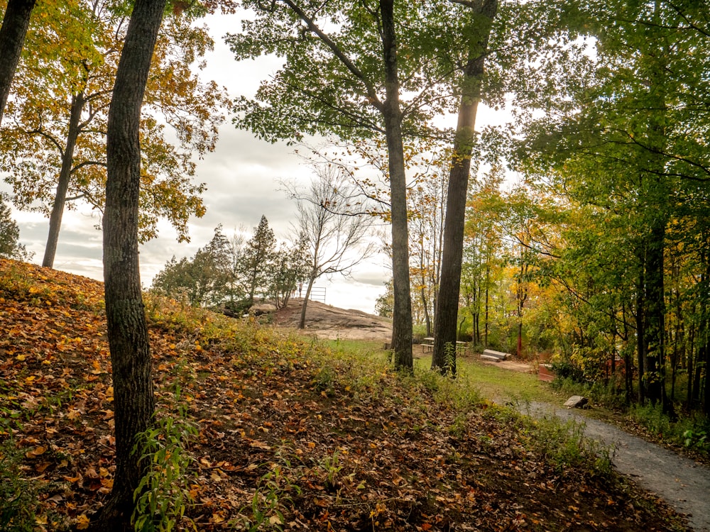 a path through a forest with lots of leaves on the ground