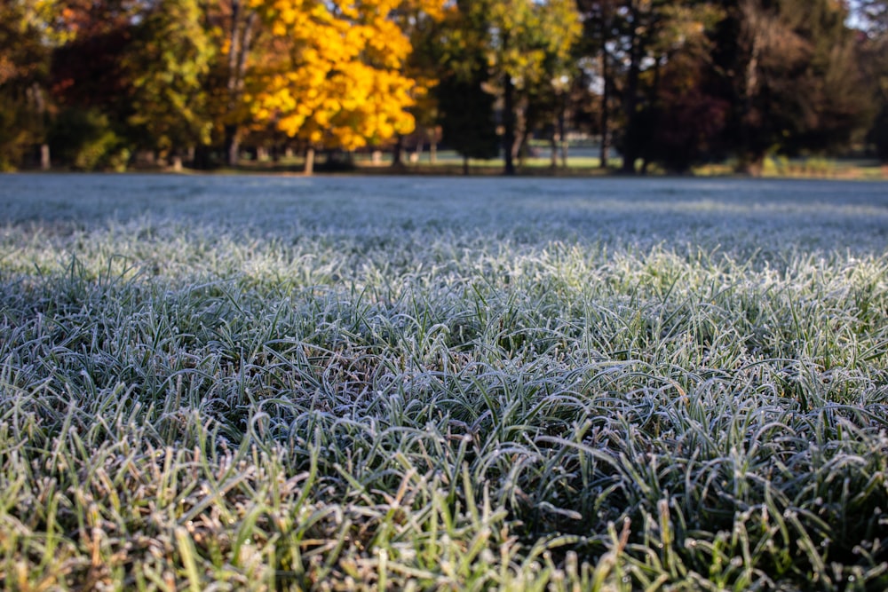 a frosty field with trees in the background