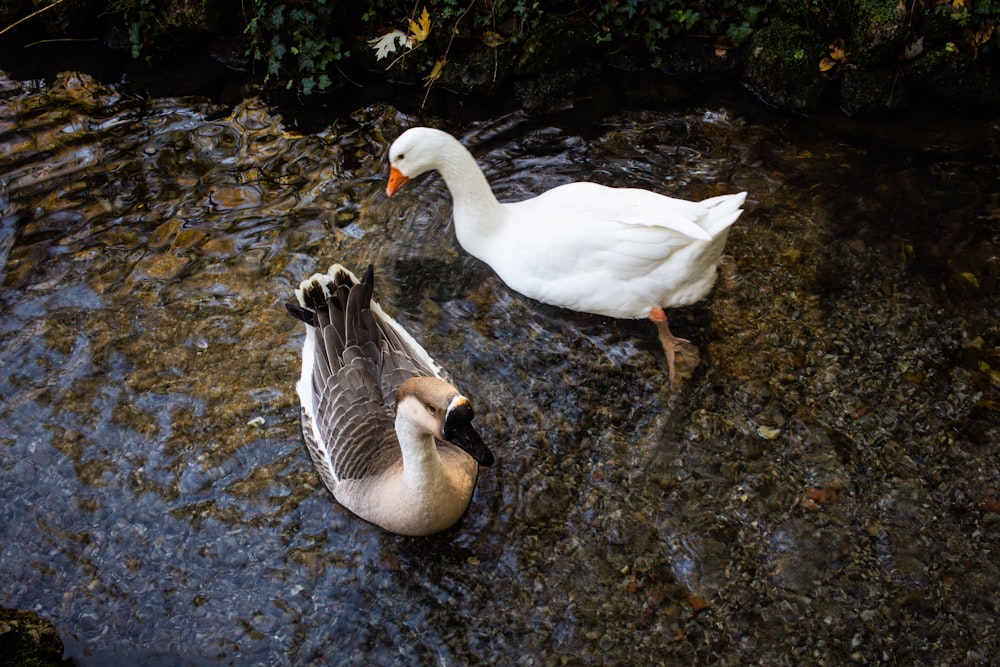 a couple of ducks that are standing in the water