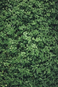 Naturaleza Viva